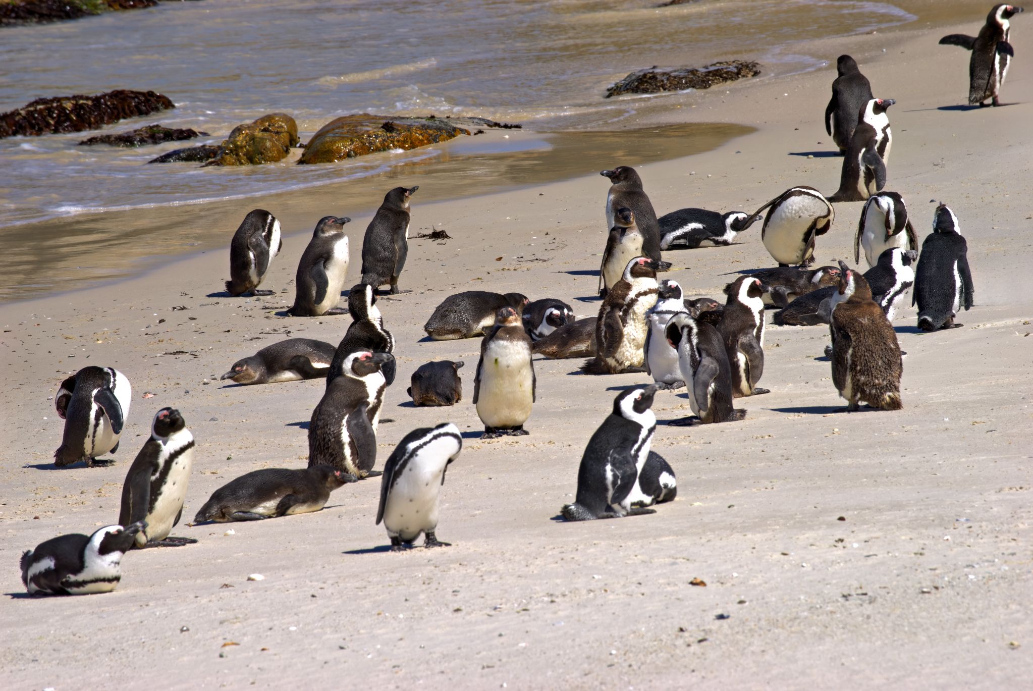 Die afrikanische Brillenpinguin-Kolonie am Boulders Beach in Simon's Town hat sich erst 1982 hier niedergelassen. Heute leben dort etwa 2.000 bis 3.000 Pinguine.